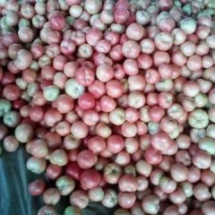 山东聊城东昌府区西红柿大量上市