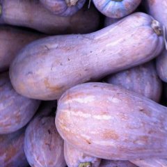 沅江南瓜自家千亩良田，价格合适即可交易