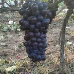 河南洛阳唐僧寺万亩无公害鲜食葡萄