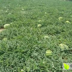 陕西榆林定边白泥井及周边等地西瓜