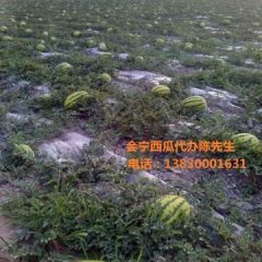 会宁西瓜价格适宜会宁陈先生诚信合作