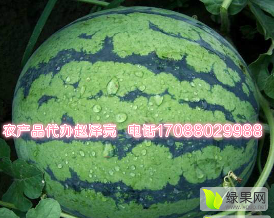 2016年吉林公主岭京欣价格