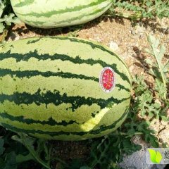 甘肃省会宁县郭城镇扎子塬金城5号