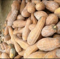 石家庄蔬菜市场南瓜代销王少华诚信合作