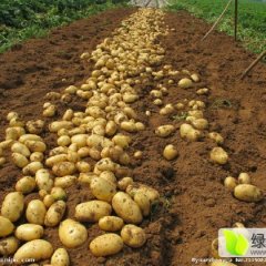 青岛胶南基地土豆出售