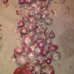 藁城南营今年洋葱质量好