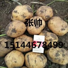 公主岭怀德张帅10月延薯四 尤金885