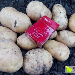 吉林省公主岭市怀德镇尤金885土豆现已上市，