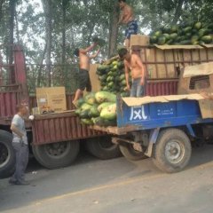 河南沁阳黑优大冬瓜质量上乘