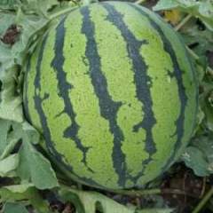 黑龙江省北林绥化李大峰7月京欣西瓜