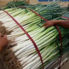 东昌府沟葱大量上市中，葱白长