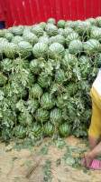 河南麦茬西瓜领哥诚信代办代收