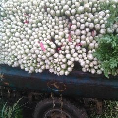 齐河禹城两县芹菜种植面积在2万亩