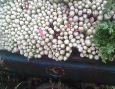 齐河禹城两县芹菜种植面积在2万亩