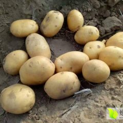 吉林公主岭尤金885土豆产销两旺