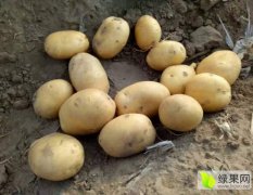 吉林公主岭尤金885土豆产销两旺