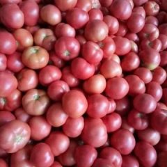 河北乐亭硬粉西红柿随行就市