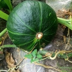 北林优质黑皮南瓜，日本甜栗，爱碧斯