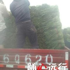 河南省商丘市柘城县远襄镇韭菜基地