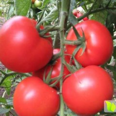 2016莱西冷棚大红西红柿 质量好