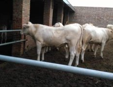 晋红养殖场常年出售大小肉牛