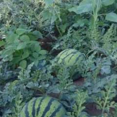 代销代购内蒙古赤峰市各旗县西瓜