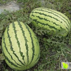 2016会宁西瓜新看点，个大、汁多、味蜜、价廉