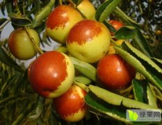 陕西大荔常年代办各种露地时鲜水果