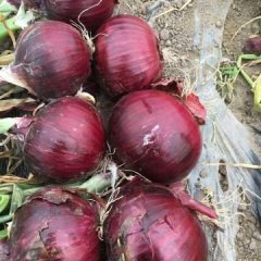 2016洮北洋葱值得出手