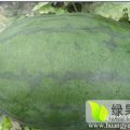 聊城西瓜种植历史悠久，面积大