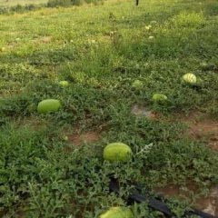 内蒙古翁牛特旗京欣西瓜假一赔十，口感极佳