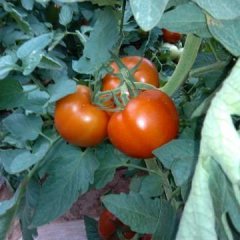 山西榆社大红西红柿