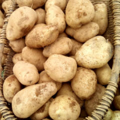 贵州威宁本地产品主要有中心48号，青薯9号