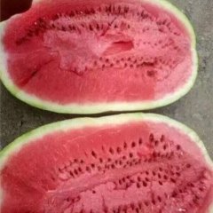 甘肃宁县金花西瓜可以订购啦