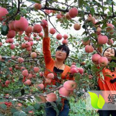 美八苹果今年价格怎么样？