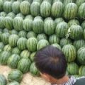 长岭是全国最大种植西瓜基地之一
