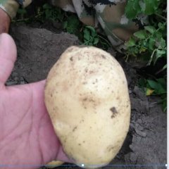 吉林省公主岭市土豆代办