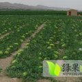 会宁西瓜质量上乘,扎子赵振涛（诚信合作