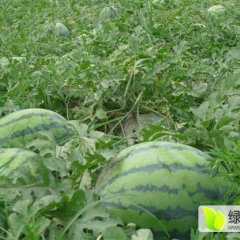 美丽富饶的双城，素有东北西瓜之乡