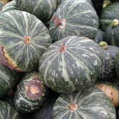 双城南瓜质量上乘