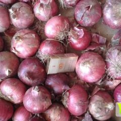 安丘优质红皮洋葱，7.5公分以上