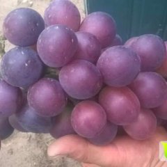 苏家屯新开源的冷棚藤稔葡萄