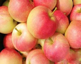 美八产销分析 临猗东张荆成文