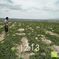 会宁扎子塬旱砂田西瓜大量销售期待各界老板诚