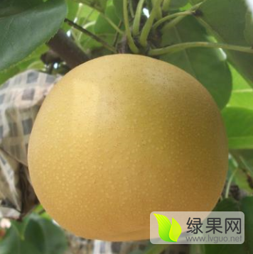 2016年山东冠县丰水梨价格