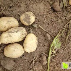 公主岭怀德邹文龙7月尤金885土豆