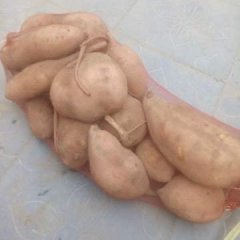 邯郸大名自种50亩龙九开售了