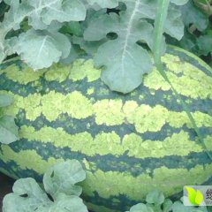 甘肃宁县西农8号西瓜香甜可口