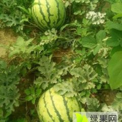 赤峰西瓜现在订货有惊喜！！！