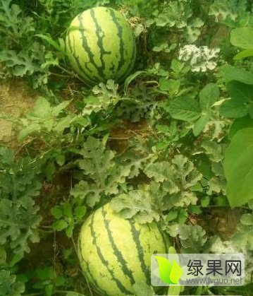 地雷瓜价格